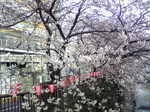 20080331_sakura01.jpg
