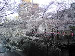 20080331_sakura02.jpg