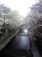 20080331_sakura03.jpg
